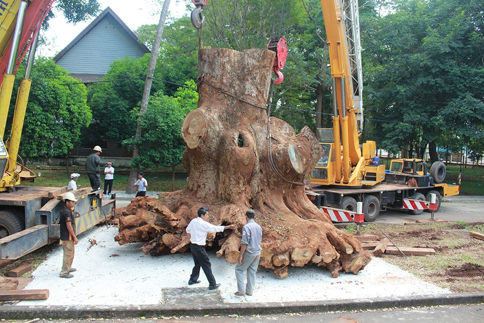 Gốc cây long não chết khô đang để tại Bảo tàng Đắk Lắk.