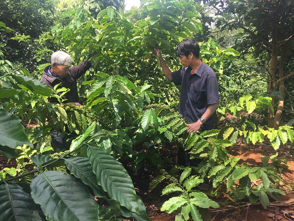 Người dân buôn Klat A, xã Ea Drông chia sẻ kinh nghiệm tái canh cà phê.  