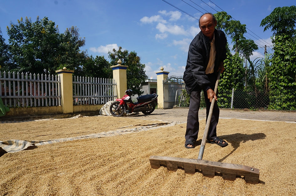 Lúa nước mới thu hoạch của gia đình ông Y Thuân Niê.