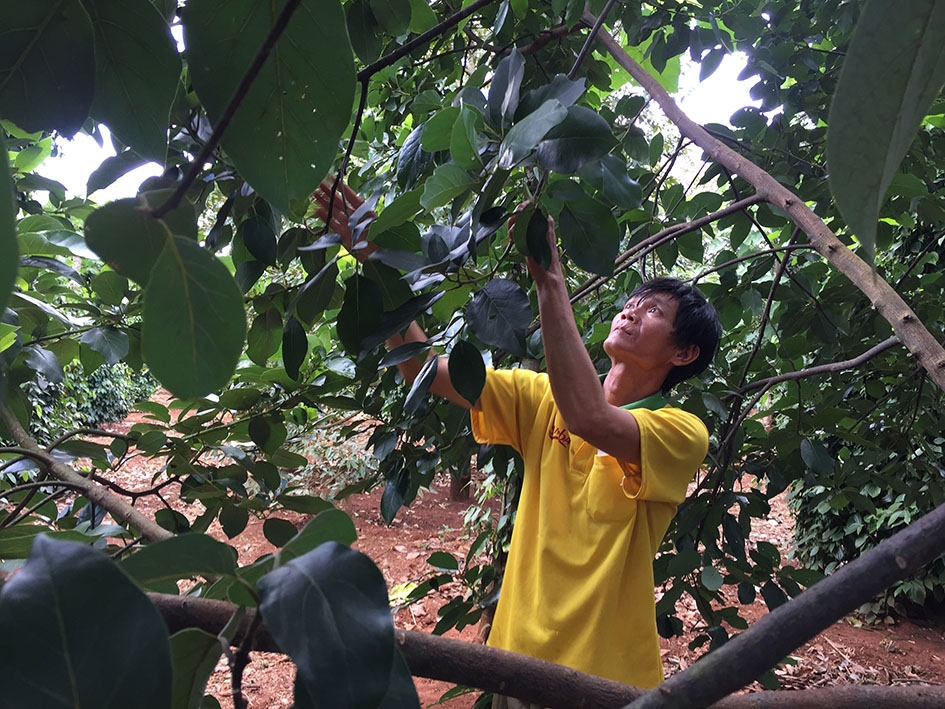 Ông Thượng Đình Vinh đang chăm sóc vườn bơ của gia đình.  