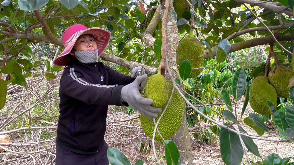 Mô hình trồng mít của chị Ngô Thị Ngọc Lan cho năng suất, hiệu quả kinh tế cao.