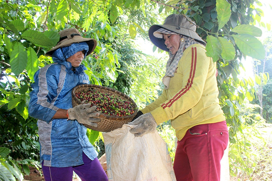 Niềm vui của người hái cà phê thuê là có thêm nhiều việc để làm.