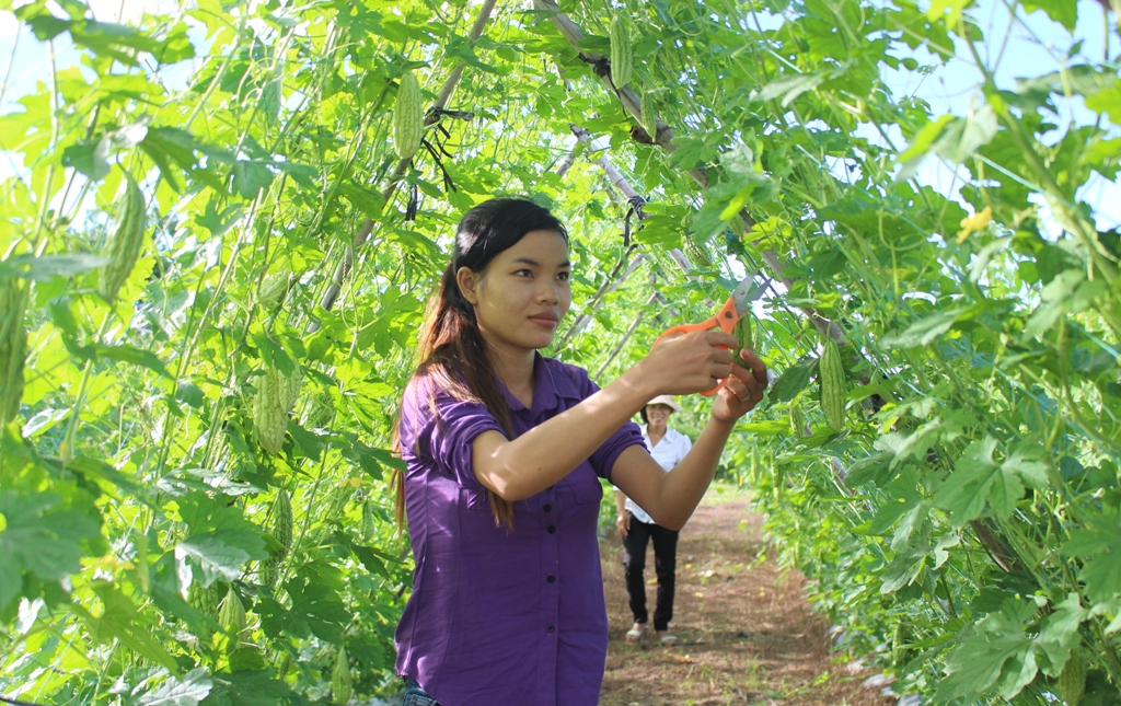 Mô hình trồng rau an toàn của hội viên phụ nữ xã Ea Rốk