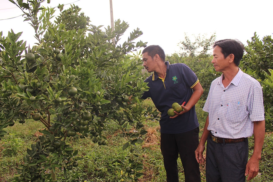 Cán bộ Hội Nông dân xã tìm hiểu tình hình thu hoạch cam, quýt của gia đình anh Ngô Văn Châu (trái). 