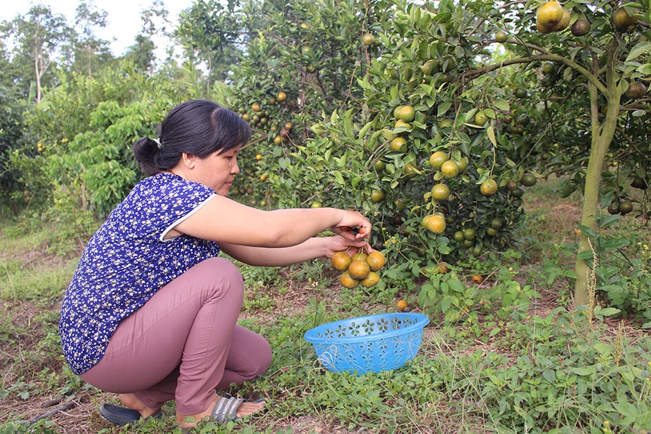 Vườn cam, quýt của gia đình chị Nguyễn Thị Muộn (buôn Ko Đung) đang trong những ngày thu hoạch rộ. 