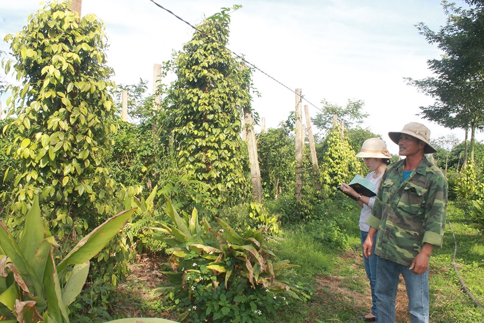 Anh Phạm Hồng Thái (thôn Tam Thuận, xã Cư Klông) đưa khách đi tham quan vườn cà phê xen tiêu và bơ của gia đình.