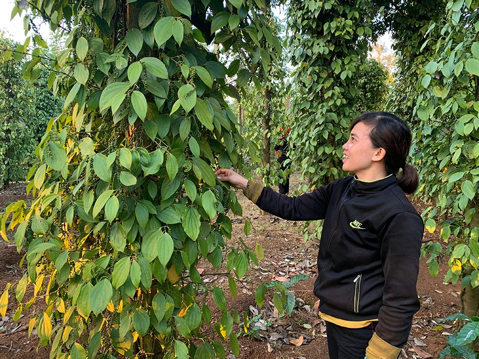 Chị Nguyễn Thị Mỵ ở  tổ dân phố  Tân Hà 2, phường Thống Nhất (TX. Buôn Hồ) với mô hình  trồng tiêu  xen cà phê  cho năng suất cao.    