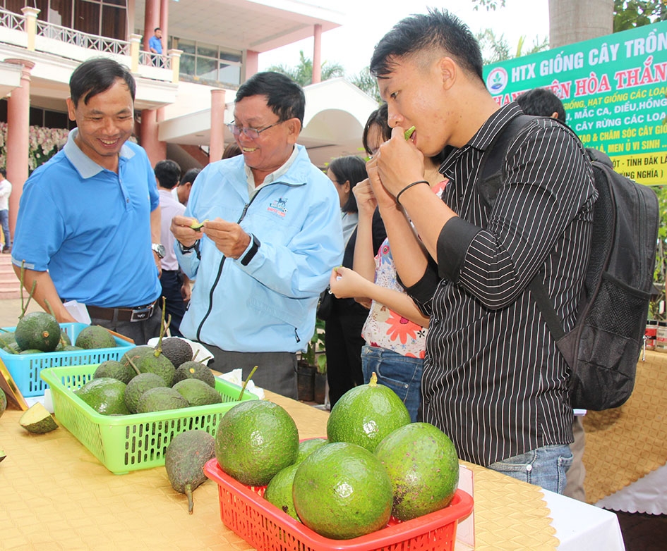 Sản phẩm bơ của HTX Nông nghiệp Thắng Lợi (huyện Krông Năng) được khách hàng đánh giá cao.