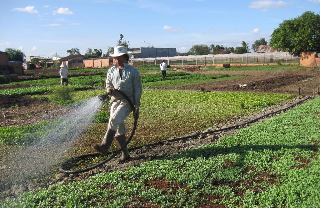 Chăm sóc rau an toàn tại HTX nông nghiệp Thuận Hòa, TP. Buôn Ma Thuột