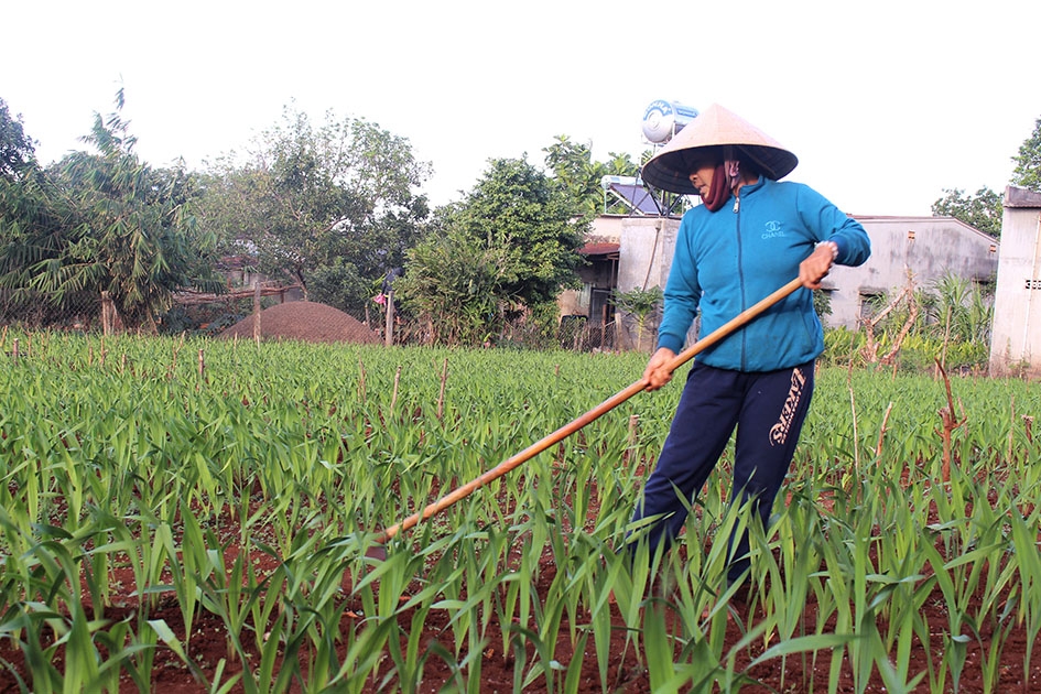 Bà Hồ Thị Liên (thôn 1, xã Cư Suê) đang làm cỏ cho vườn hoa lay ơn.  