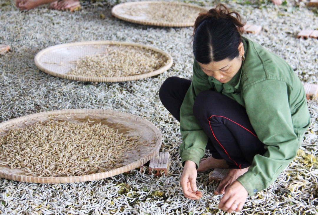 Công đoạn nhặt tằm chín để sơ chế làm thực phẩm. 
