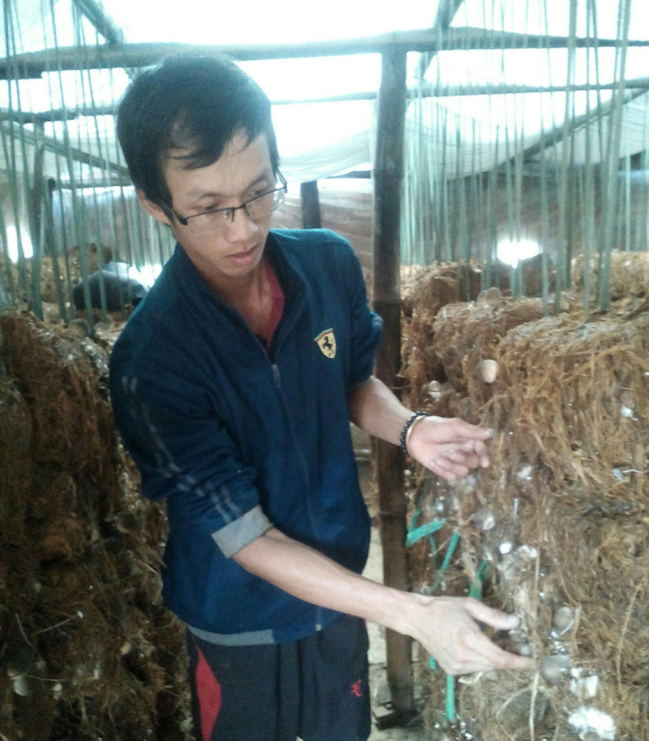  Anh  Dương Huỳnh Linh đang kiểm tra trại nấm của  gia đình. 