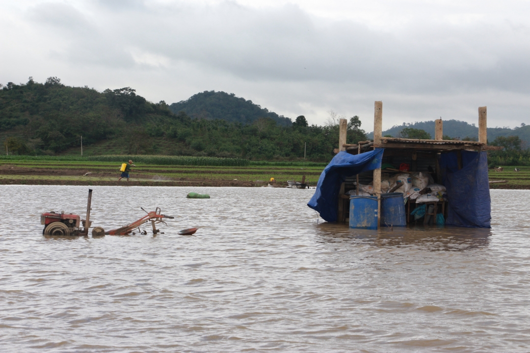 phân bón lúa… về nhà.