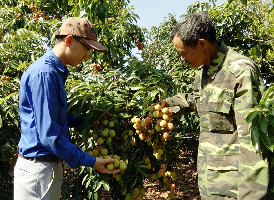 Mô hình trồng vải mang lại thu nhập cao cho người dân xã Ea Pil.  