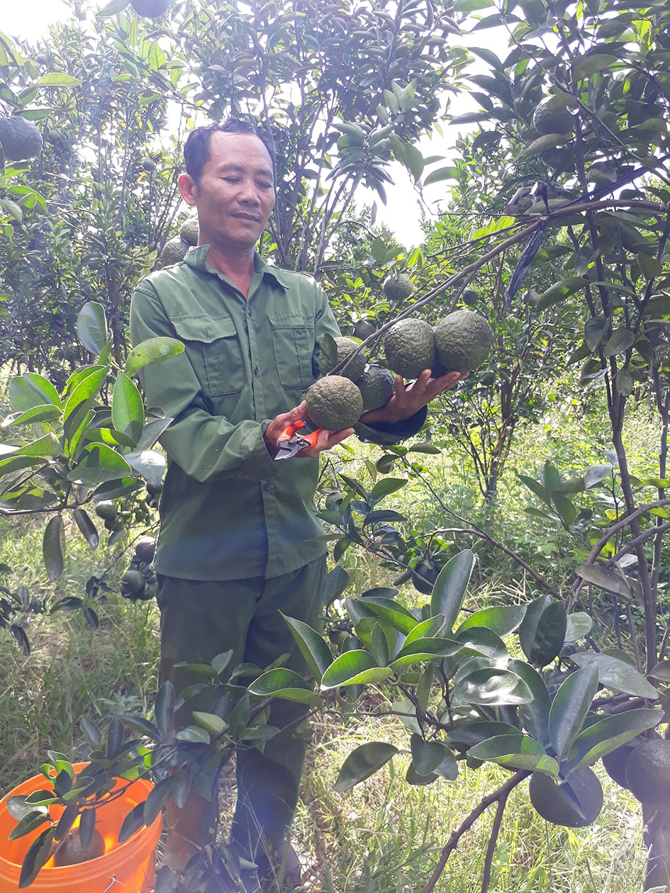 Cựu chiến binh Vương Mạnh Cường bên vườn cam trĩu quả của gia đình. 