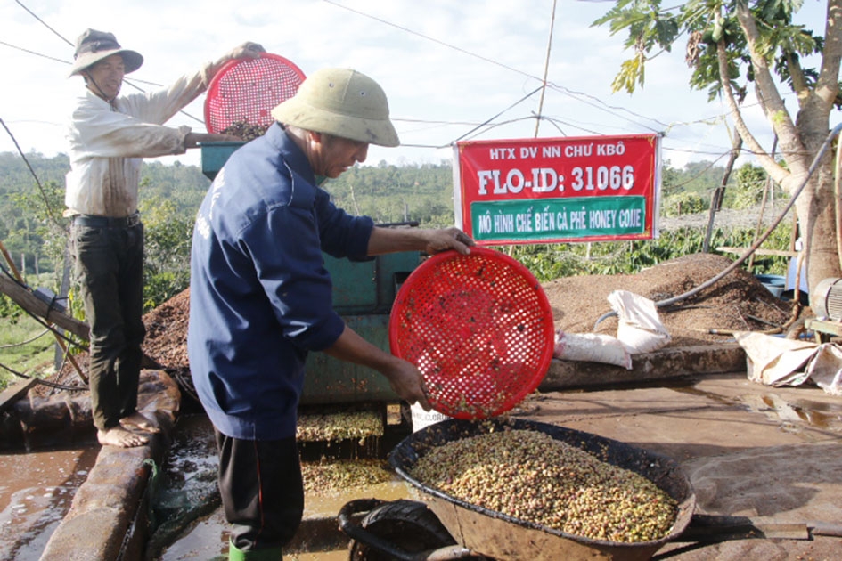 Sau khi được hỗ trợ tái canh, năng suất cà phê của gia đình ông Phan Thanh Long ở thôn Kty 4  đã tăng lên 20% so với trước.