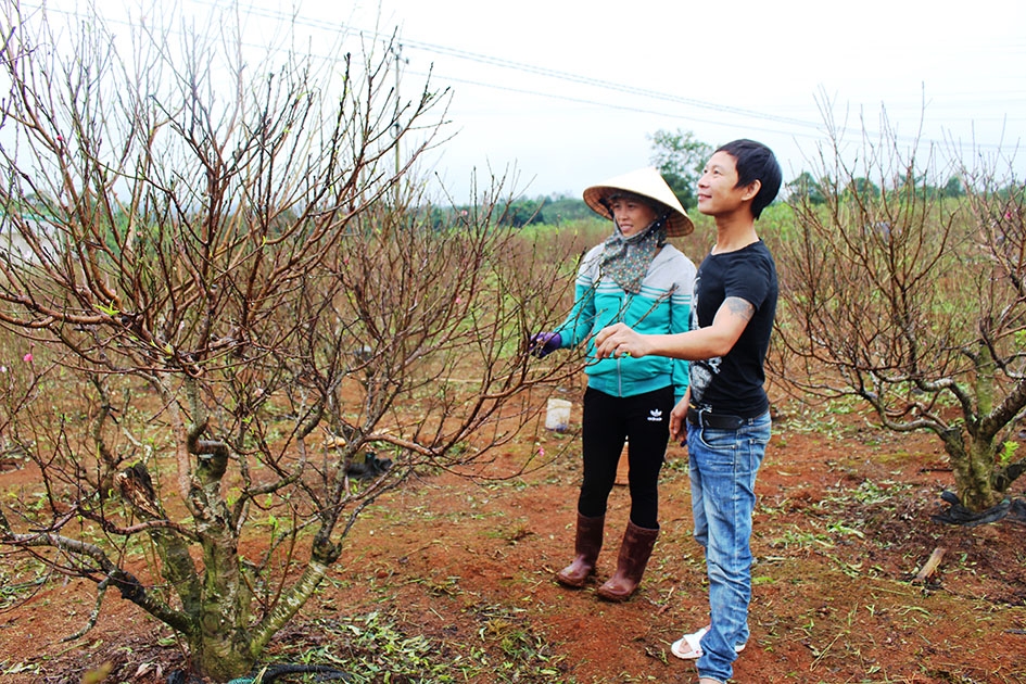 Khách đến đặt mua hoa đào tại vườn của chị Hoàng Thị Duyên.