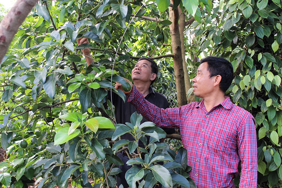 Mô hình trồng bơ booth xen canh trong vườn cà phê, tiêu của ông Nguyễn Xuân Thiệu (trái) ở thôn 5, xã Ea Nam.