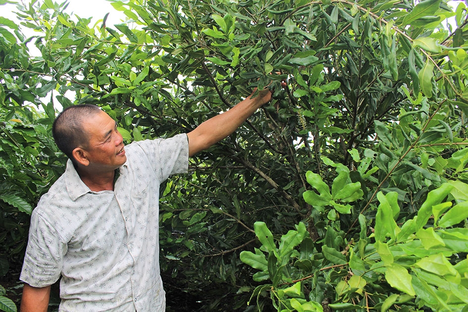 Cây mắc ca trồng xen trong vườn cà phê của gia đình ông Hoàng Xuân Thọ (thôn 6, xã Ea Nam).