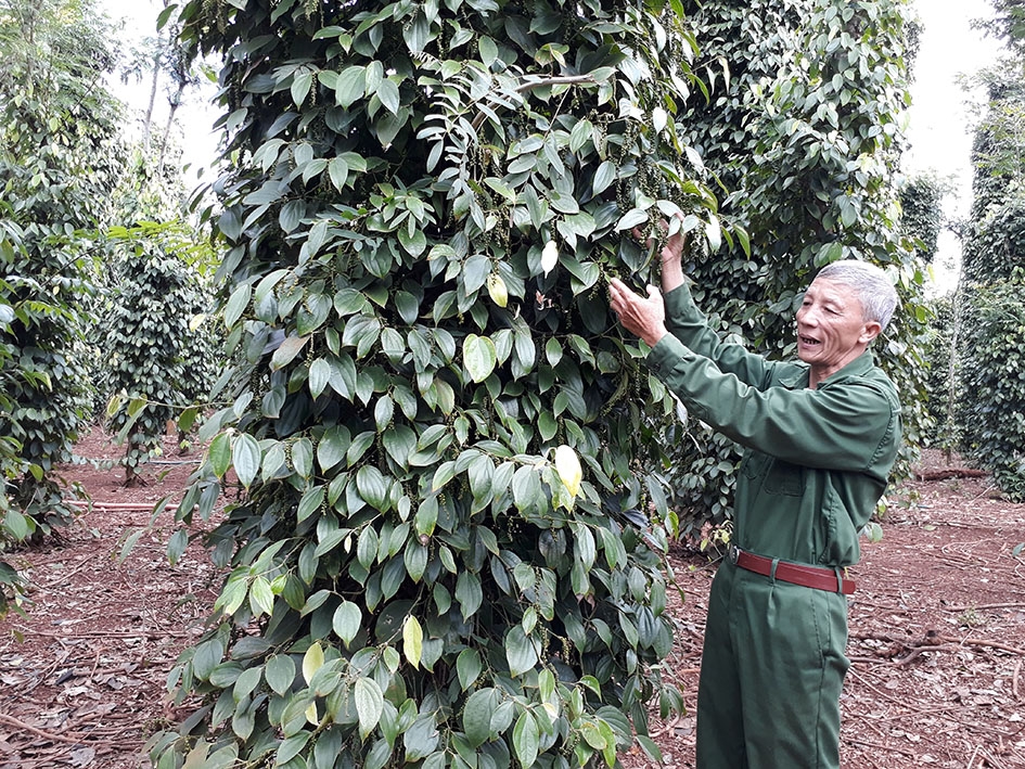 Ông Trần Văn Lạc đang kiểm tra vườn tiêu.  