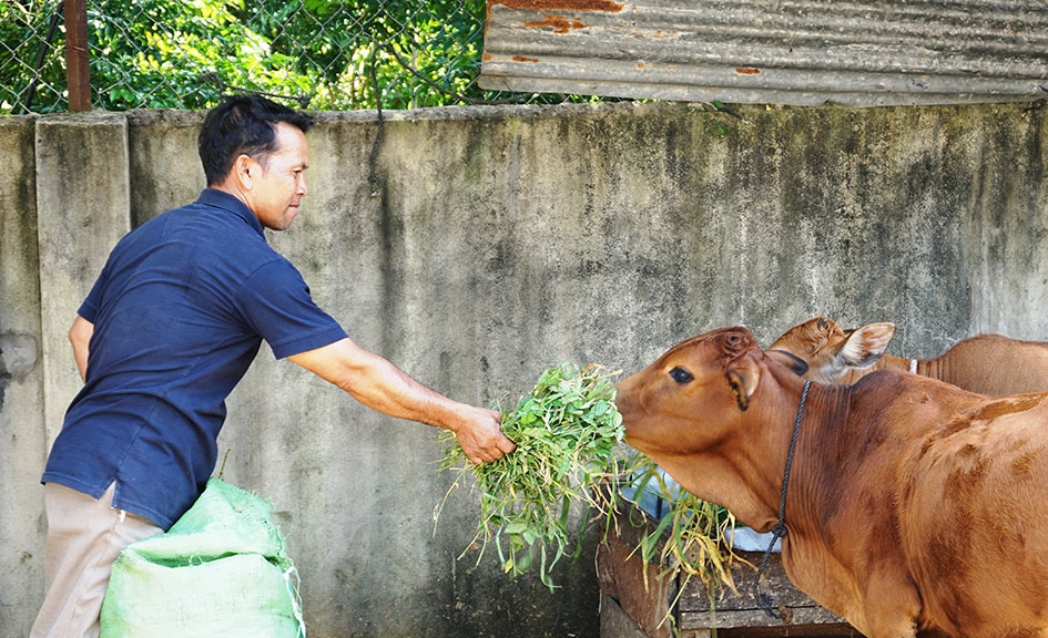 Trưởng buôn Hí Y’Hao Niê luôn tiên phong đi đầu trong phát triển kinh tế để người dân noi theo.