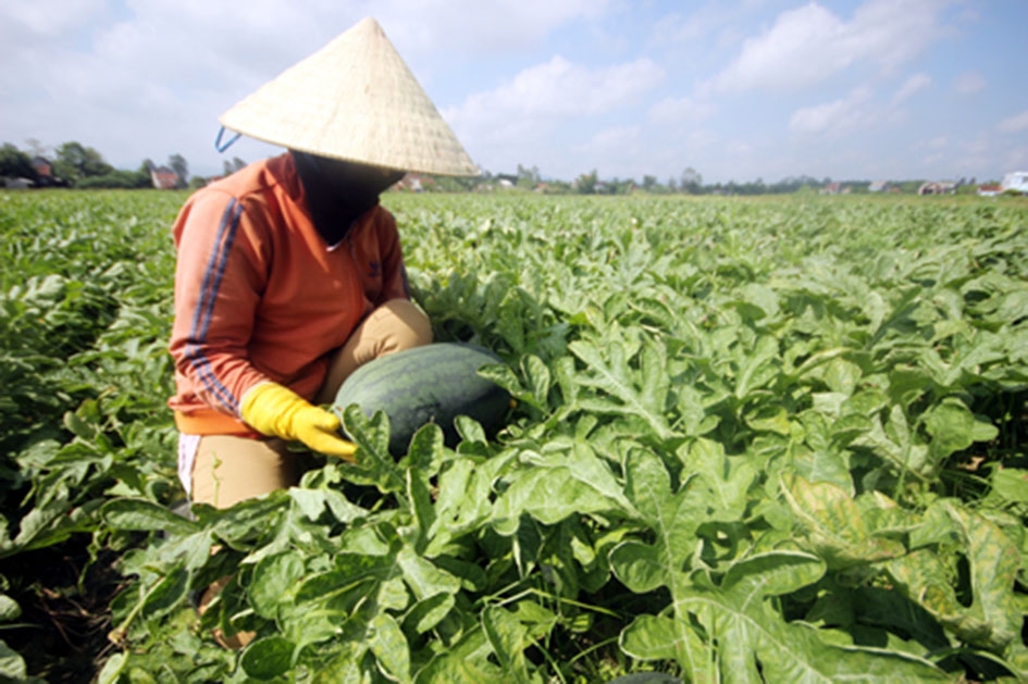 Ruộng dưa của bà Nguyễn Thị Kim Hiền đã đến vụ thu hoạch nhưng thương lái không thu mua như cam kết.