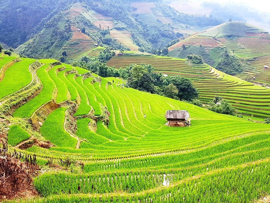 Ruộng bậc thang trên triền núi A Pa Chải.   