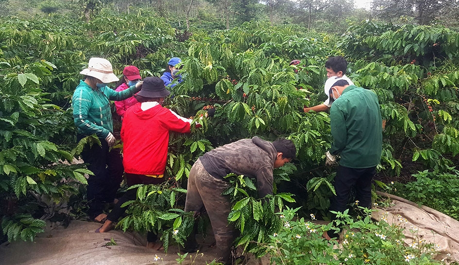 Đoàn viên thanh niên Trường THPT Trần Hưng Đạo đi hái cà phê thuê gây quỹ tặng quà cho học sinh nghèo.