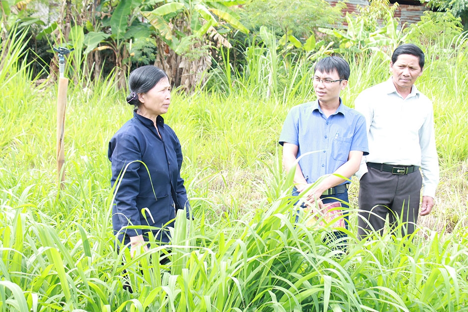 Gia đình bà Nguyễn Thị Yến ở  xã Hòa Hiệp (huyện Cư Kuin) vươn lên thoát nghèo nhờ vay vốn phát triển kinh tế.   