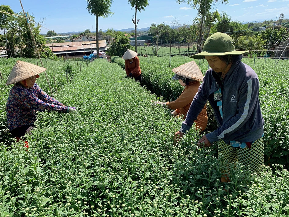 Một nhà vườn ở phường Ea Tam đang tất bật chăm sóc hoa cúc để phục vụ thị trường Tết.  