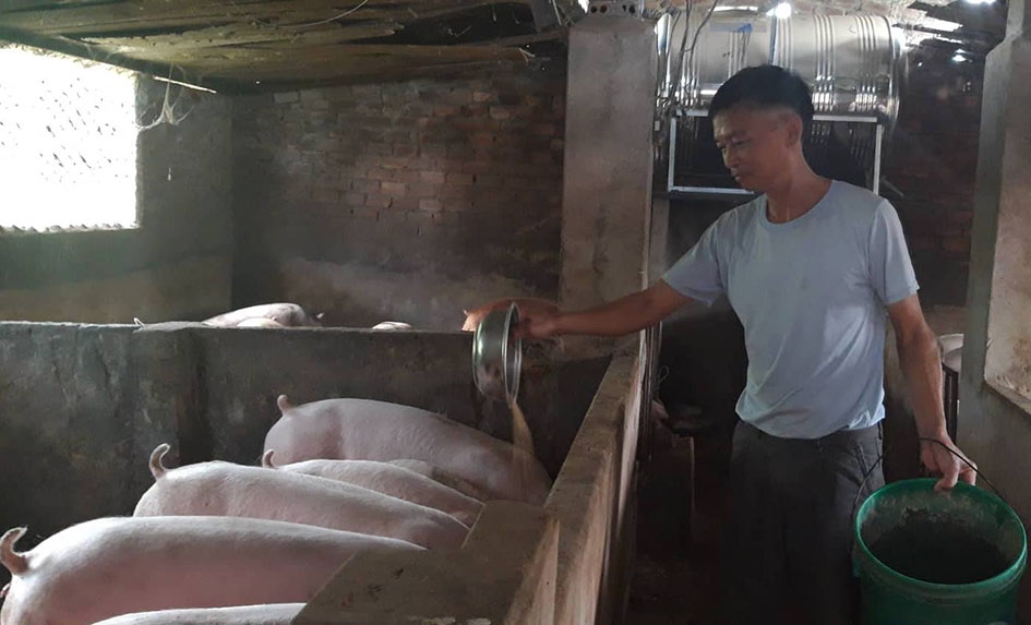         Ông Lê  Văn Phi  bổ sung thêm  khẩu phần ăn cho heo để kịp  xuất chuồng  dịp Tết.  Ảnh: N.Quỳnh