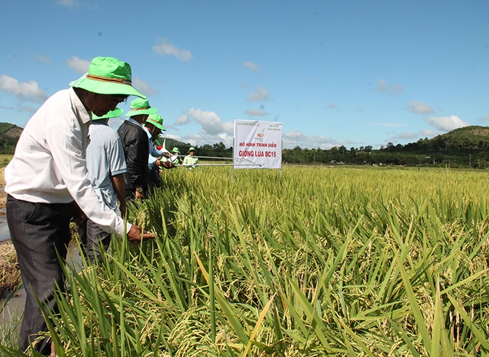 Nông dân tham quan một mô hình  trình diễn giống lúa mới tại huyện Krông Ana.