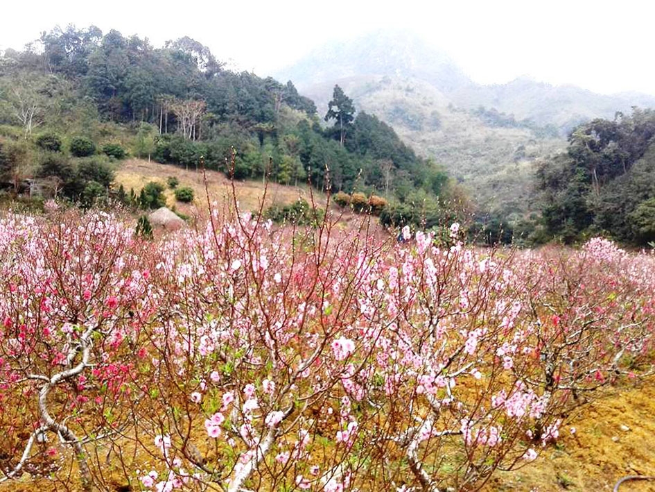 Hoa đào bung nở bên chân rừng La Pán Tẩn.