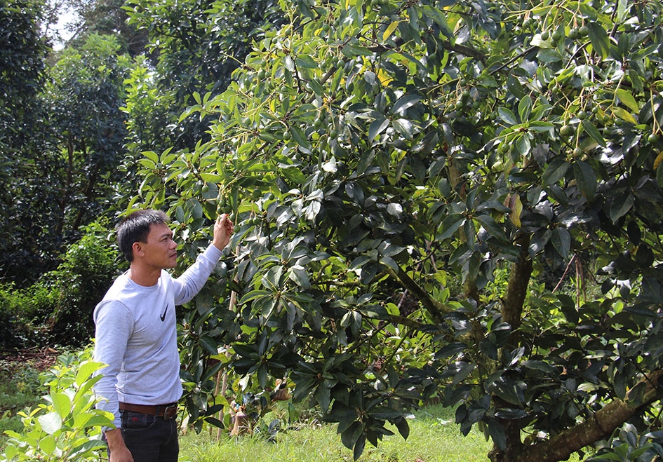 Anh Phong đang thử nghiệm kích thích bơ booth cho quả trái vụ.
