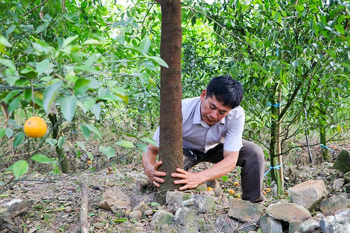 Ông Nguyễn Quang Tòa (xã Ea Nuôl, Buôn Đôn) kiểm tra đường kính của cây đàn hương sau gần 3 năm trồng.