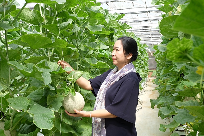 Bà Nguyễn Thị Huệ kiểm tra vườn dưa lưới giống Saito (Nhật Bản).