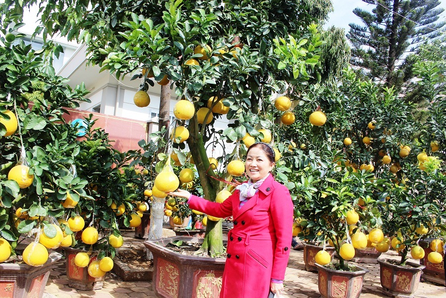  Bưởi diễn nổi tiếng phía bắc cũng xuất hiện tại chợ hoa xuân Buôn Ma Thuột.
