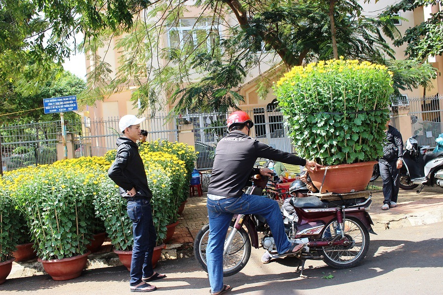 Hoa cúc lên xe về với chủ.