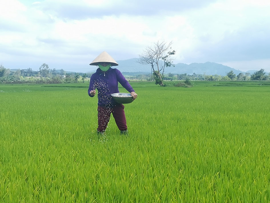 Nông dân  bón phân  cho lúa  tại cánh đồng Đoàn Kết  (thị trấn M’Đrắk). 