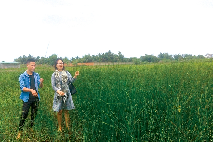 Tiến sỹ  Buôn Krông Tuyết Nhung bên ruộng cói  của anh Nguyễn Duy ở xã Ea Nuôl, huyện Buôn Đôn.
