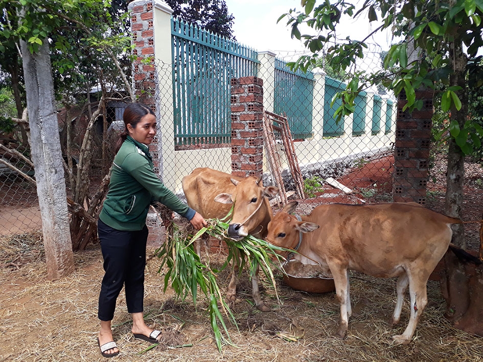 Nhờ nguồn vốn vay ủy thác, chị H'Vin Niê đã phát triển mô hình chăn nuôi đạt hiệu quả kinh tế cao.