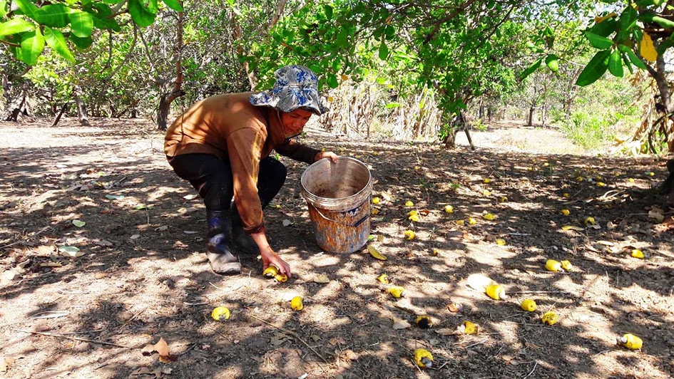 Bà Nông Thị Hạ tranh thủ nhặt điều giữa trưa.