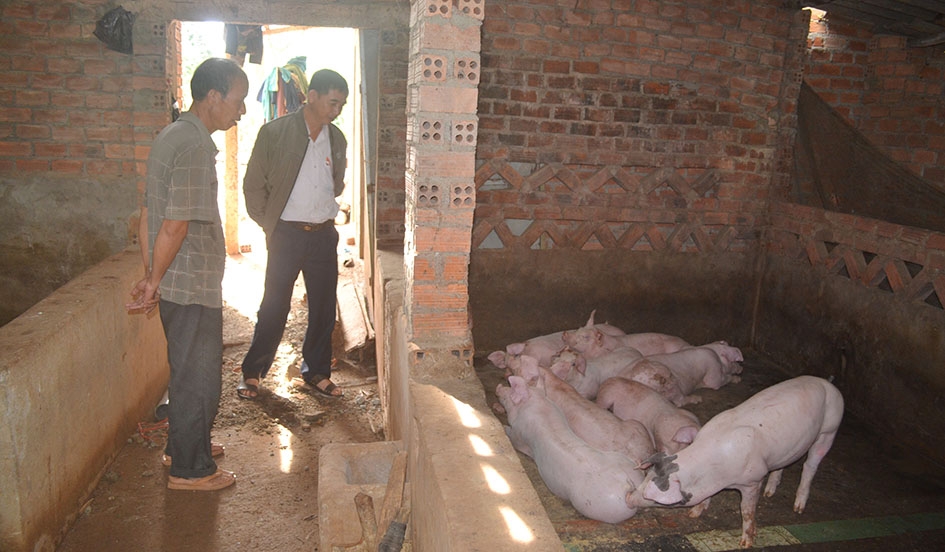 Trang trại chăn nuôi heo trên địa bàn xã Xuân Phú (huyện Ea Kar). 
