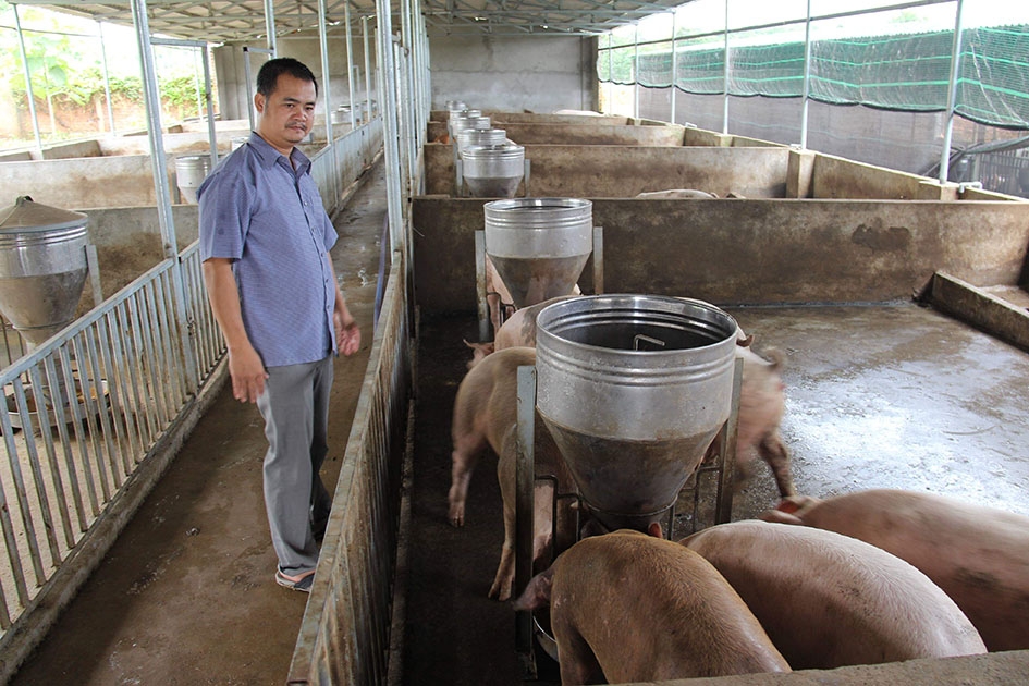 Mô hình nuôi heo công nghệ Nhật Bản của anh Nguyễn Hữu Hoàng Dương (xã Hòa Khánh). 