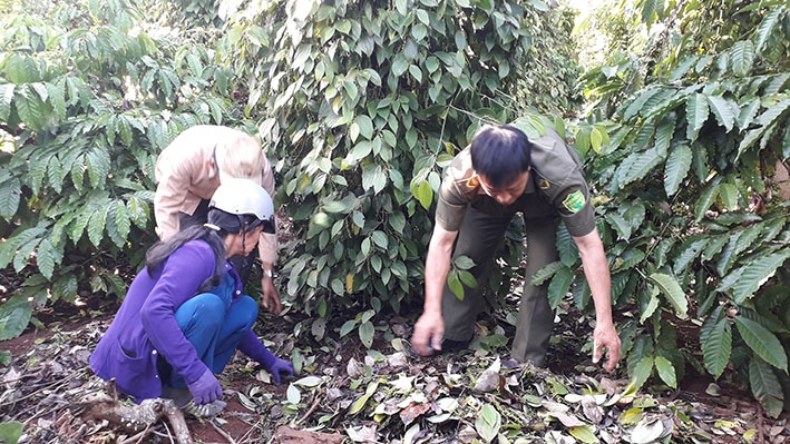 Vườn tiêu của ông Nguyễn Văn Cường (thôn 6, xã Cư M'gar) bỗng dưng rụng, khô lá, nghi do bị 