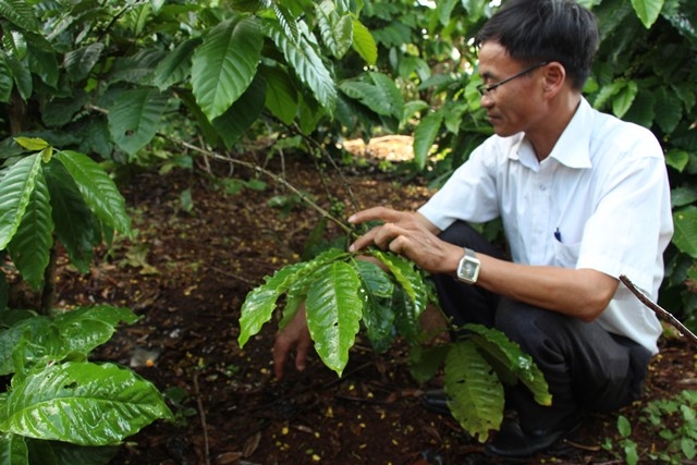 Nông dân tìm hiểu hệ thống tưới tiết kiệm nước phun mưa tại gốc trên địa bàn TP. Buôn Ma Thuột