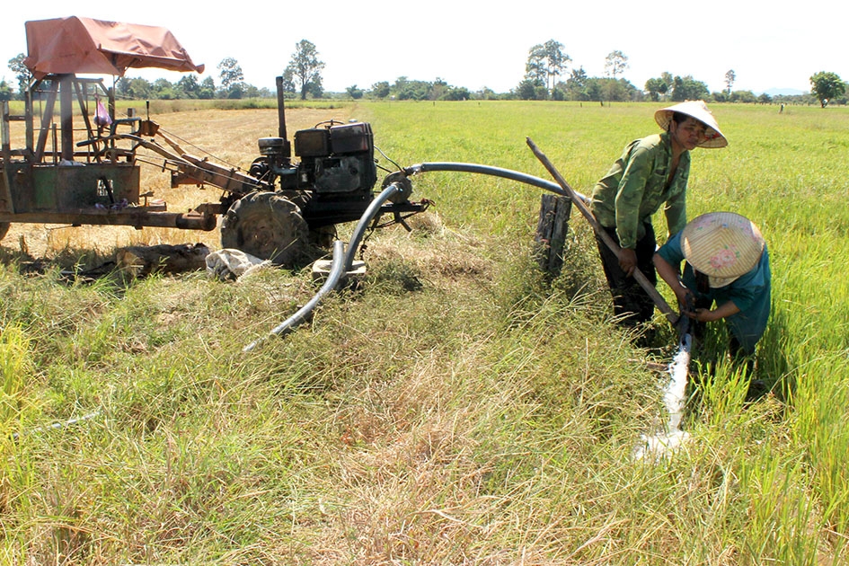 Gia đình ông Nông Văn Định nỗ lực bơm nước cứu lúa.  