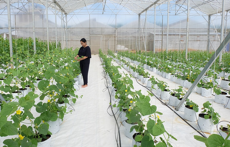 Trang trại dưa lưới giống Saito (Nhật Bản) của Công ty TNHH Cơ khí Viết Hiền. 