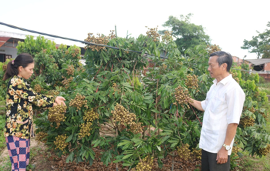 Vườn nhãn của gia đình Nguyễn Văn Chung (thôn Đoàn Kết 1) sai trĩu quả.