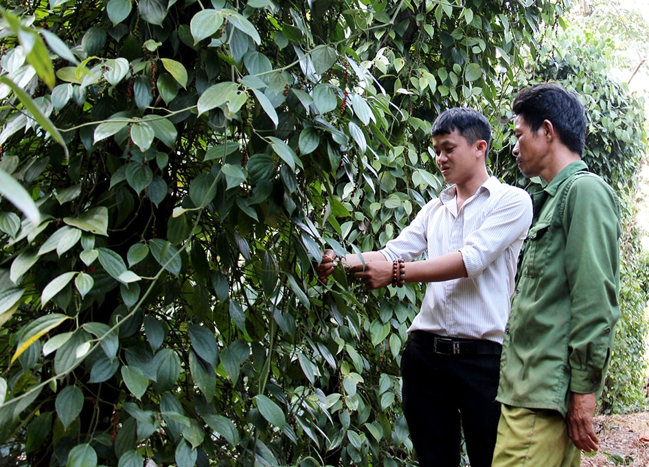Anh Nguyễn Đăng Long (trái) trao đổi kỹ thuật với hộ nông dân liên kết sản xuất tiêu hữu cơ.    